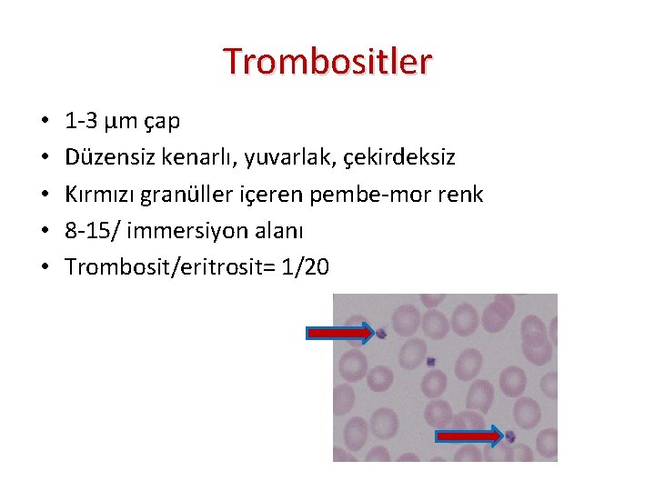 Trombositler • • • 1 -3 µm çap Düzensiz kenarlı, yuvarlak, çekirdeksiz Kırmızı granüller