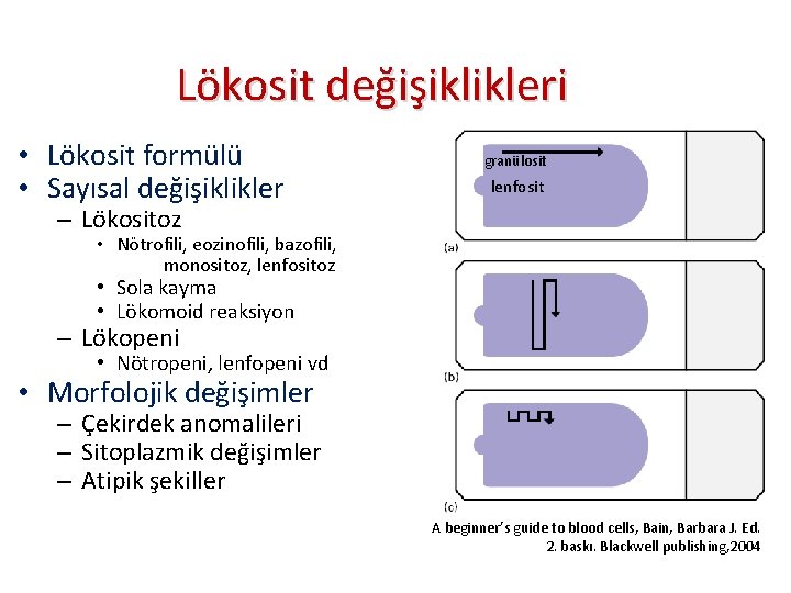 Lökosit değişiklikleri • Lökosit formülü • Sayısal değişiklikler granülosit lenfosit – Lökositoz • Nötrofili,