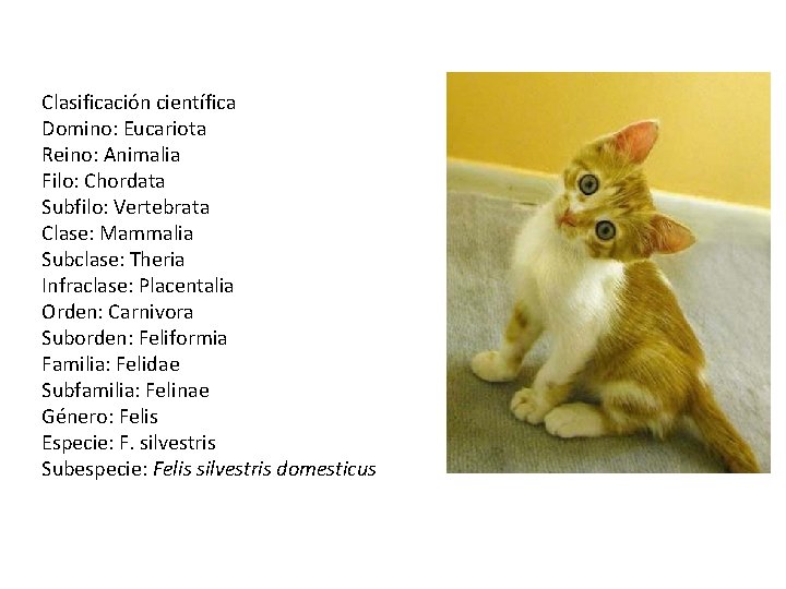 Clasificación científica Domino: Eucariota Reino: Animalia Filo: Chordata Subfilo: Vertebrata Clase: Mammalia Subclase: Theria