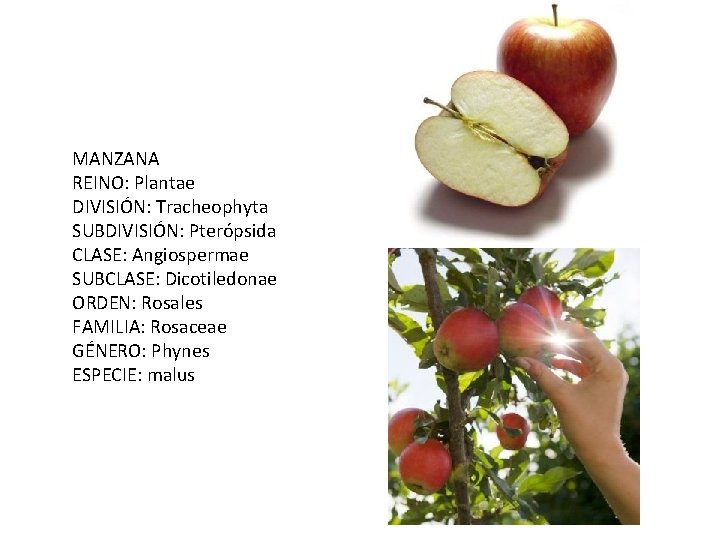 MANZANA REINO: Plantae DIVISIÓN: Tracheophyta SUBDIVISIÓN: Pterópsida CLASE: Angiospermae SUBCLASE: Dicotiledonae ORDEN: Rosales FAMILIA: