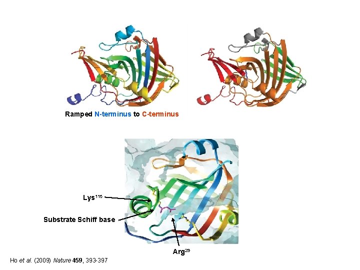 Ramped N-terminus to C-terminus Lys 115 Substrate Schiff base Arg 29 Ho et al.