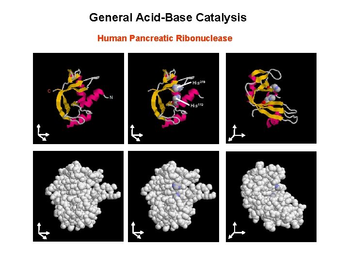 General Acid-Base Catalysis Human Pancreatic Ribonuclease His 219 C N His 112 