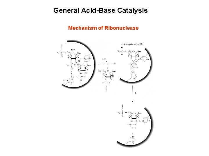 General Acid-Base Catalysis Mechanism of Ribonuclease 