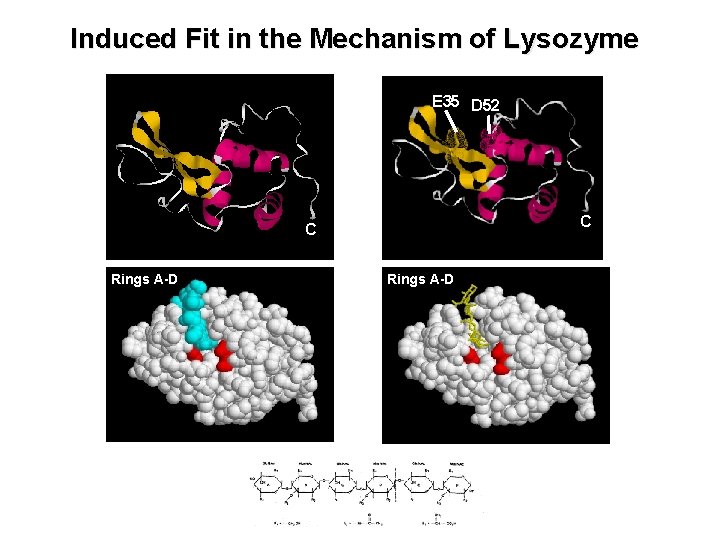 Induced Fit in the Mechanism of Lysozyme E 35 D 52 C C Rings Induced Fit in the Mechanism of Lysozyme E 35 D 52 C C Rings
