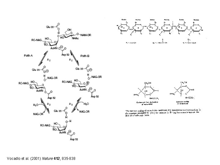 Vocadlo et al. (2001) Nature 412, 835 -838 