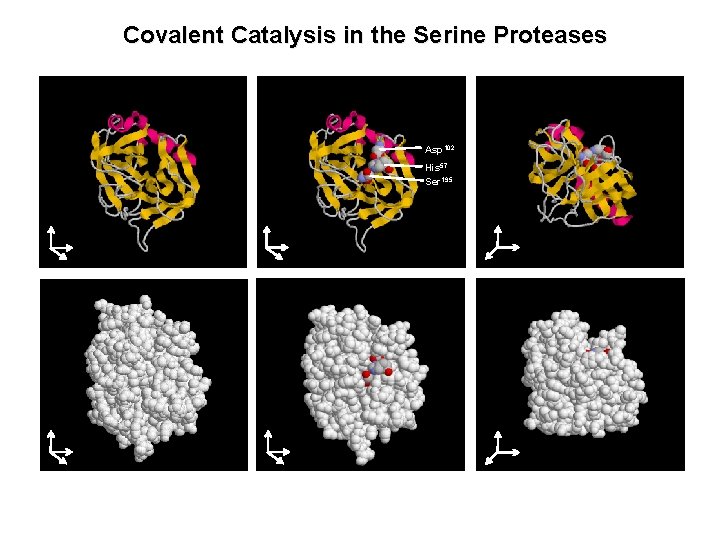 Covalent Catalysis in the Serine Proteases Asp 102 His 57 Ser 195 