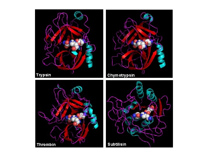 Trypsin Chymotrypsin Thrombin Subtilisin 