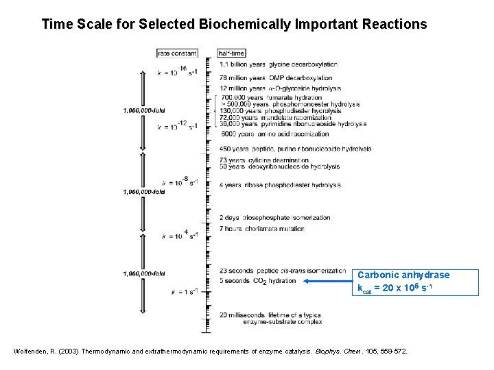 Time Scale for Selected Biochemically Important Reactions Carbonic anhydrase kcat = 20 x 106