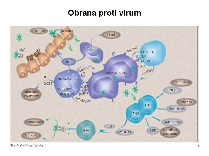 Obrana proti virům Obrana proti virům