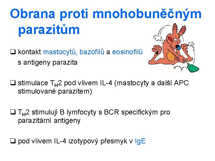 Obrana proti mnohobuněčným parazitům q kontakt mastocytů, bazofilů a eosinofilů s antigeny parazita q