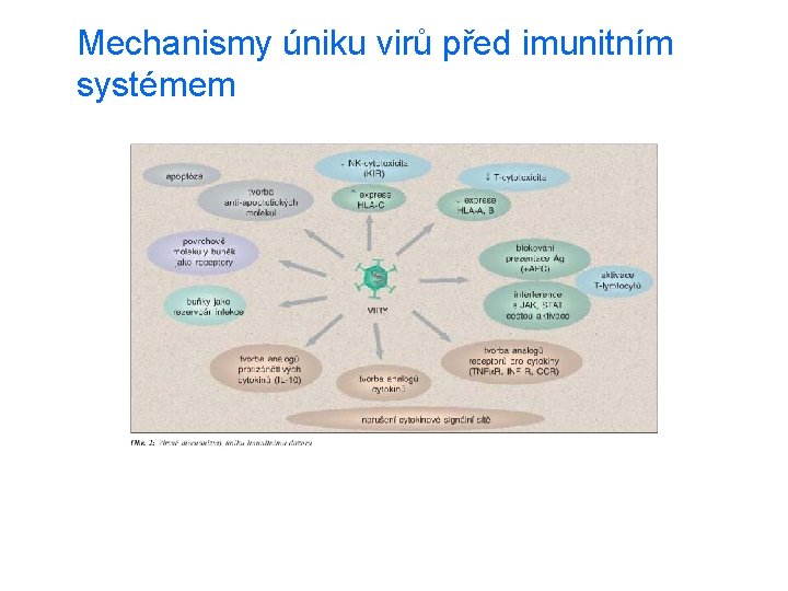  Mechanismy úniku virů před imunitním systémem 