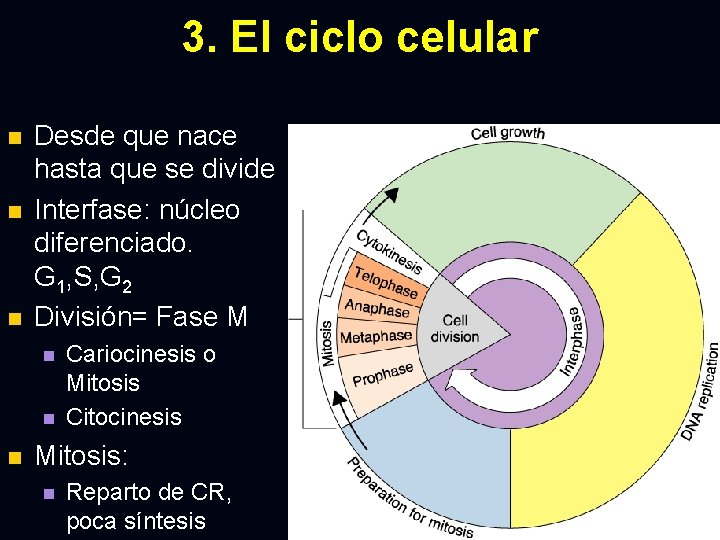 3. El ciclo celular n n n Desde que nace hasta que se divide