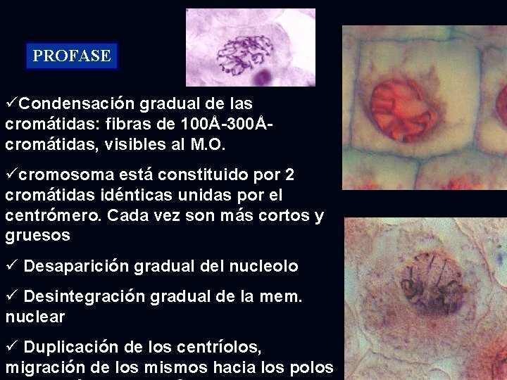 PROFASE üCondensación gradual de las cromátidas: fibras de 100Å-300Åcromátidas, visibles al M. O. ücromosoma