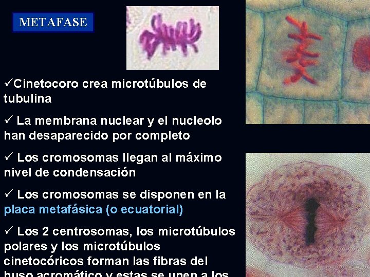 METAFASE üCinetocoro crea microtúbulos de tubulina ü La membrana nuclear y el nucleolo han