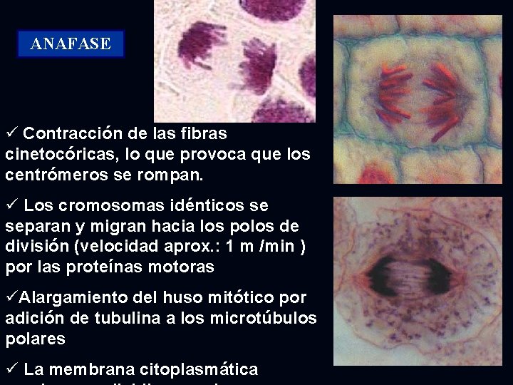 ANAFASE ü Contracción de las fibras cinetocóricas, lo que provoca que los centrómeros se