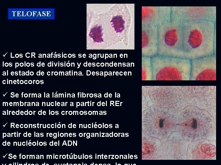 TELOFASE ü Los CR anafásicos se agrupan en los polos de división y descondensan