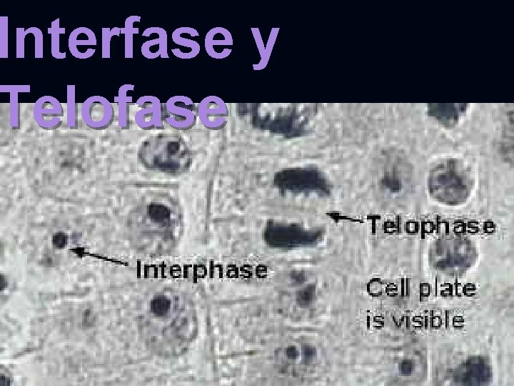 Interfase y Telofase 