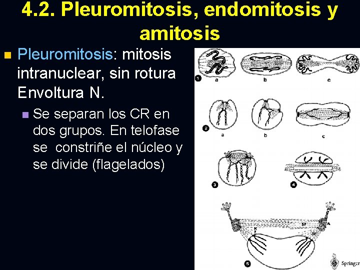 4. 2. Pleuromitosis, endomitosis y amitosis n Pleuromitosis: mitosis intranuclear, sin rotura Envoltura N.