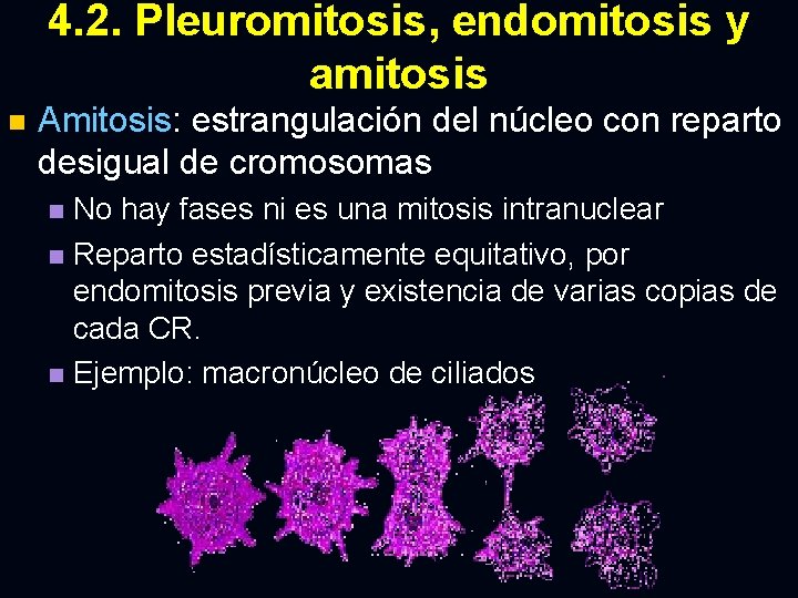 4. 2. Pleuromitosis, endomitosis y amitosis n Amitosis: estrangulación del núcleo con reparto desigual