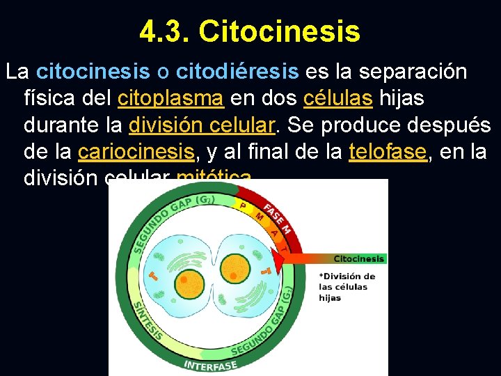 4. 3. Citocinesis La citocinesis o citodiéresis es la separación física del citoplasma en