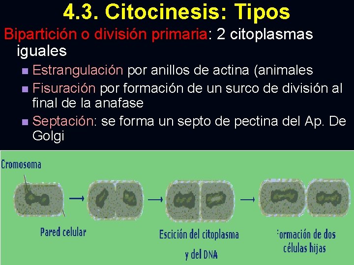 4. 3. Citocinesis: Tipos Bipartición o división primaria: 2 citoplasmas iguales Estrangulación por anillos