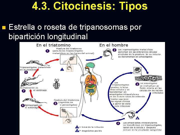 4. 3. Citocinesis: Tipos n Estrella o roseta de tripanosomas por bipartición longitudinal 