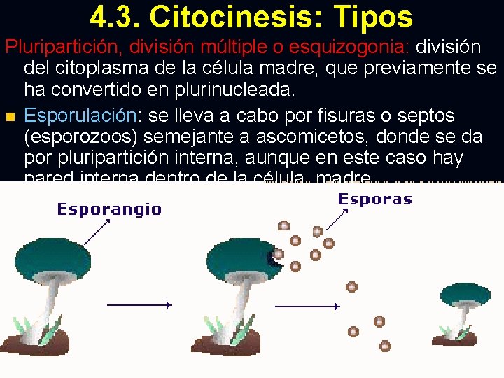 4. 3. Citocinesis: Tipos Pluripartición, división múltiple o esquizogonia: división del citoplasma de la