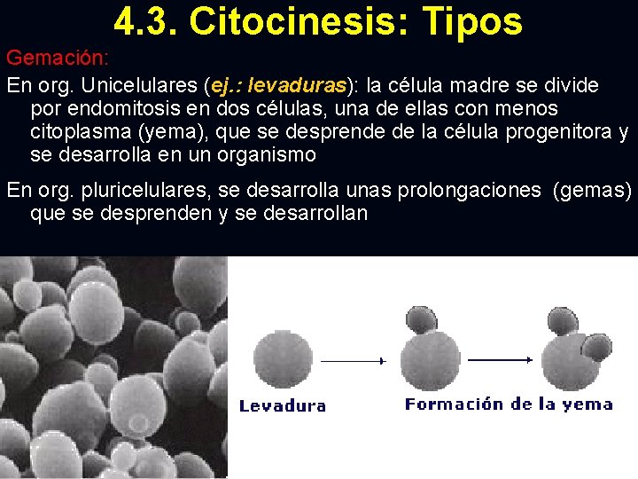 4. 3. Citocinesis: Tipos Gemación: En org. Unicelulares (ej. : levaduras): la célula madre