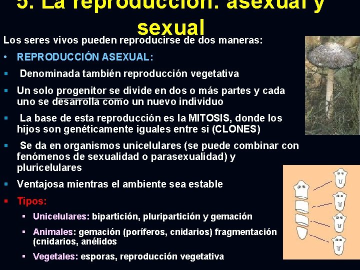 5. La reproducción: asexual y sexual Los seres vivos pueden reproducirse de dos maneras: