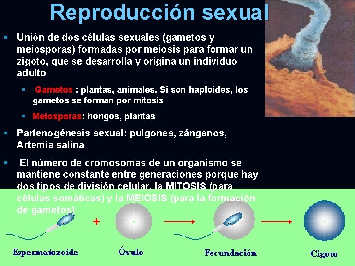 Reproducción sexual § Unión de dos células sexuales (gametos y meiosporas) formadas por meiosis