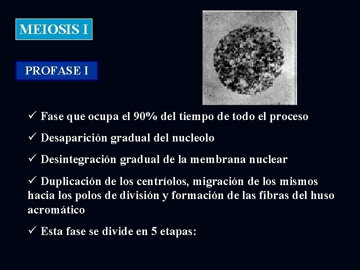 MEIOSIS I PROFASE I ü Fase que ocupa el 90% del tiempo de todo