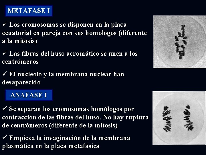 METAFASE I ü Los cromosomas se disponen en la placa ecuatorial en pareja con