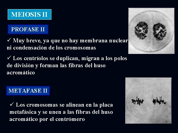 MEIOSIS II PROFASE II ü Muy breve, ya que no hay membrana nuclear ni