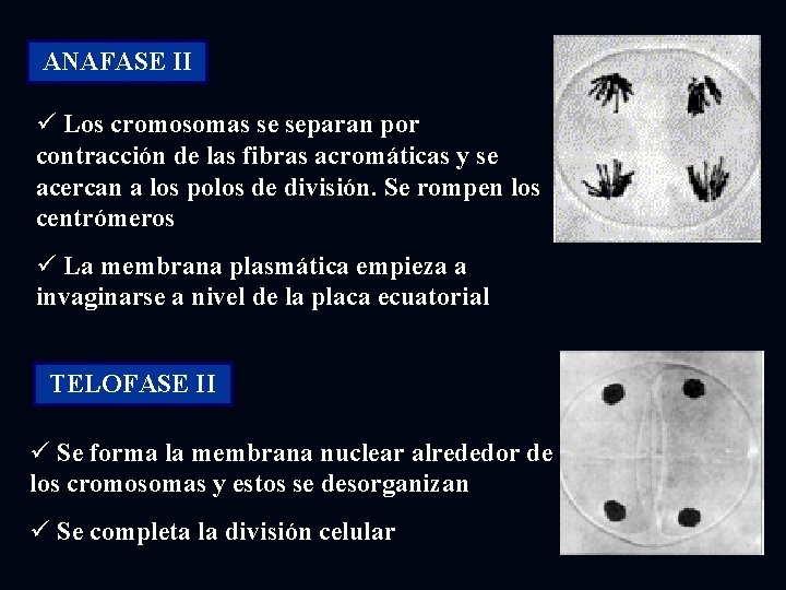 ANAFASE II ü Los cromosomas se separan por contracción de las fibras acromáticas y