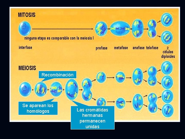 Recombinación Se aparean los homólogos Las cromátidas hermanas permanecen unidas 
