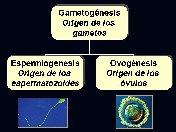 Gametogénesis Origen de los gametos Espermiogénesis Origen de los espermatozoides Ovogénesis Origen de los