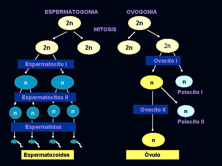 ESPERMATOGONIA 2 n 2 n 2 n MITOSIS 2 n 2 n 2 n