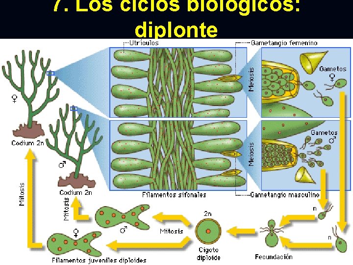 7. Los ciclos biológicos: diplonte 