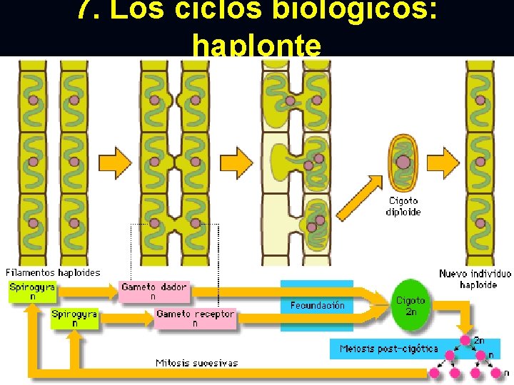 7. Los ciclos biológicos: haplonte 