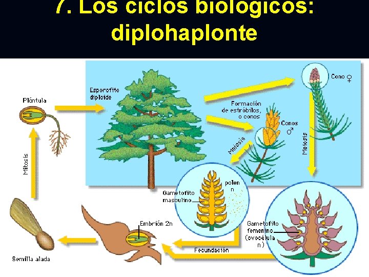 7. Los ciclos biológicos: diplohaplonte 