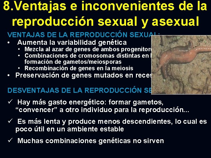 8. Ventajas e inconvenientes de la reproducción sexual y asexual VENTAJAS DE LA REPRODUCCIÓN
