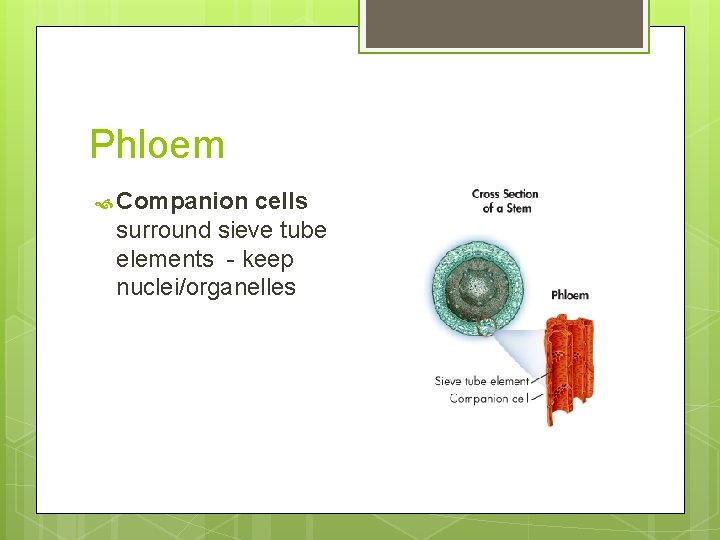 Phloem Companion cells surround sieve tube elements - keep nuclei/organelles 