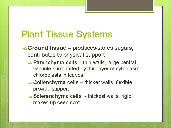 Plant Tissue Systems Ground tissue – produces/stores sugars, contributes to physical support Parenchyma cells