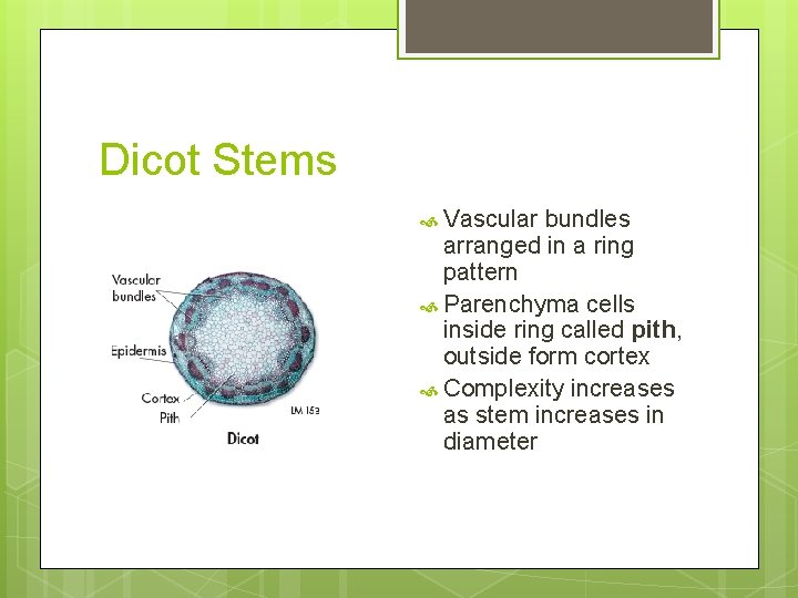 Dicot Stems Vascular bundles arranged in a ring pattern Parenchyma cells inside ring called