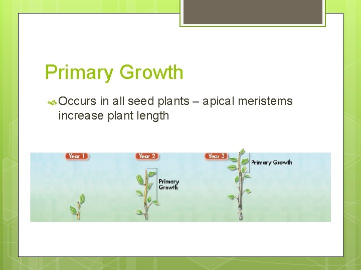Primary Growth Occurs in all seed plants – apical meristems increase plant length 