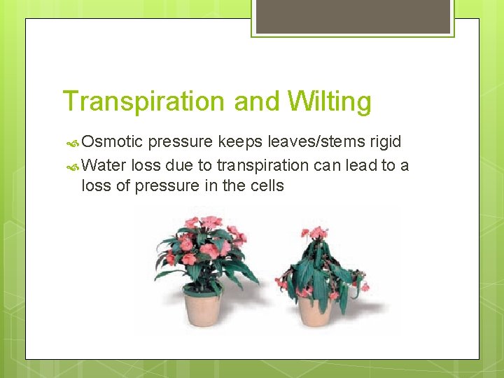 Transpiration and Wilting Osmotic pressure keeps leaves/stems rigid Water loss due to transpiration can