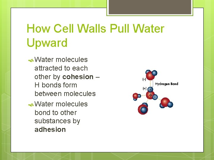 How Cell Walls Pull Water Upward Water molecules attracted to each other by cohesion