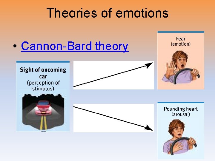 Theories of emotions • Cannon-Bard theory 