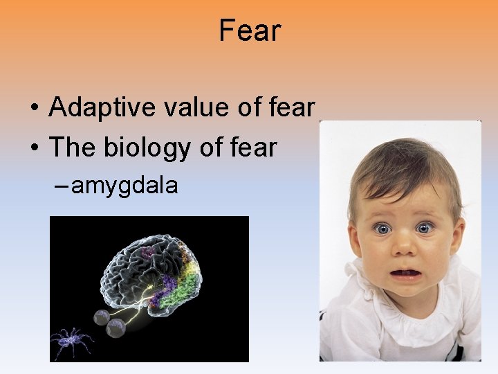 Fear • Adaptive value of fear • The biology of fear – amygdala 