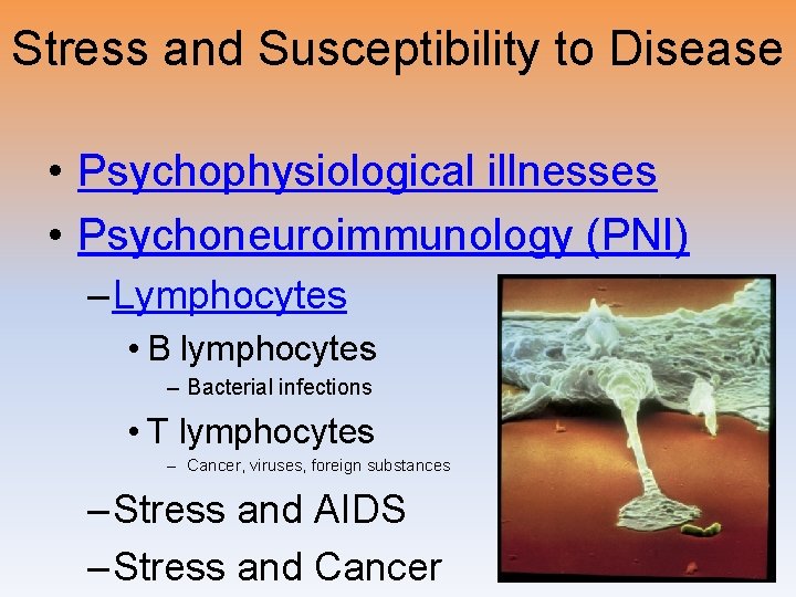 Stress and Susceptibility to Disease • Psychophysiological illnesses • Psychoneuroimmunology (PNI) – Lymphocytes •